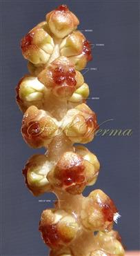  Spike-a part-young flowers in whorls